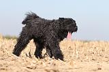BOUVIER DES FLANDRES 157